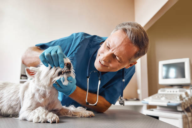 Best 24-Hour Emergency Dental Care in Middleport, OH